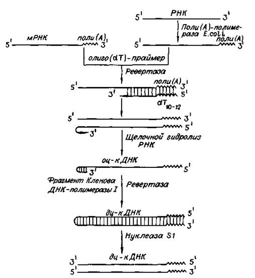 Схема копировани ДНК на матрице РНК