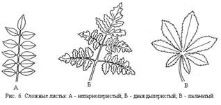 Опис : сложные листья